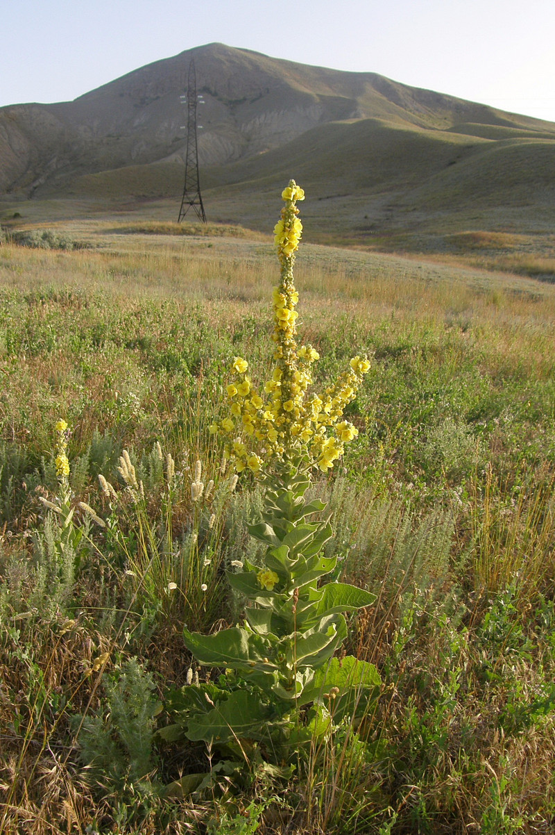 Изображение особи Verbascum phlomoides.