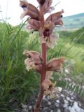 Orobanche alba