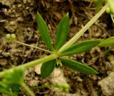 Galium tricornutum. Узел с мутовкой листьев и плодом. Копетдаг, Чули. Май 2011 г.