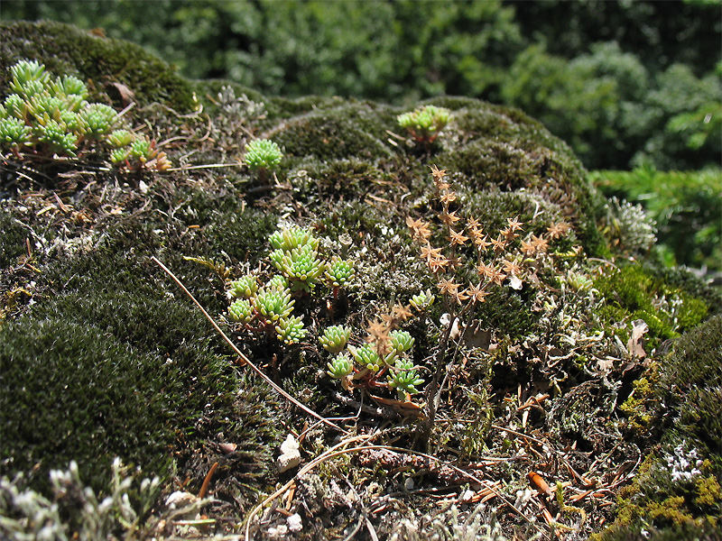 Image of Sedum antiquum specimen.