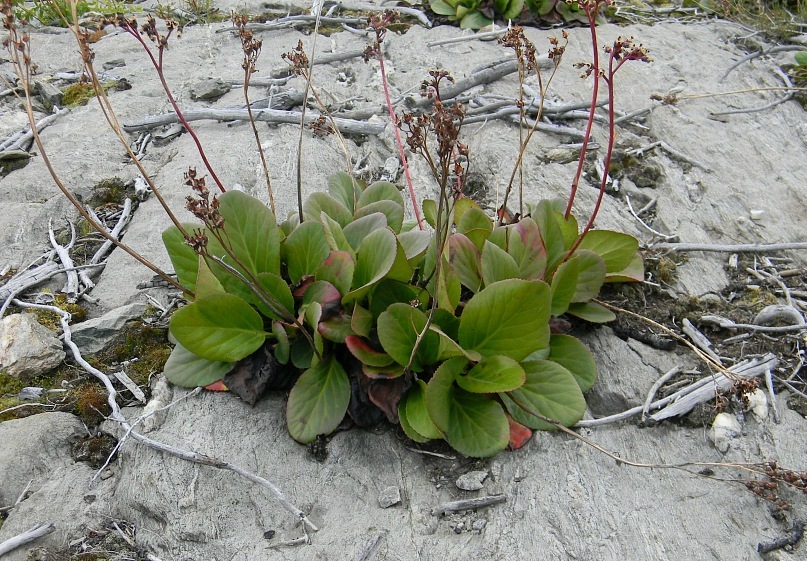 Изображение особи Bergenia crassifolia.