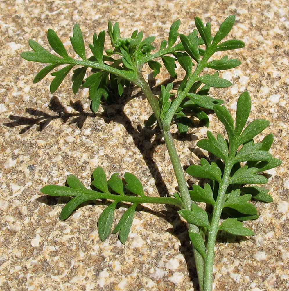 Image of Coronopus didymus specimen.