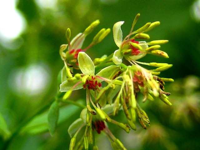 Image of Thalictrum simplex specimen.