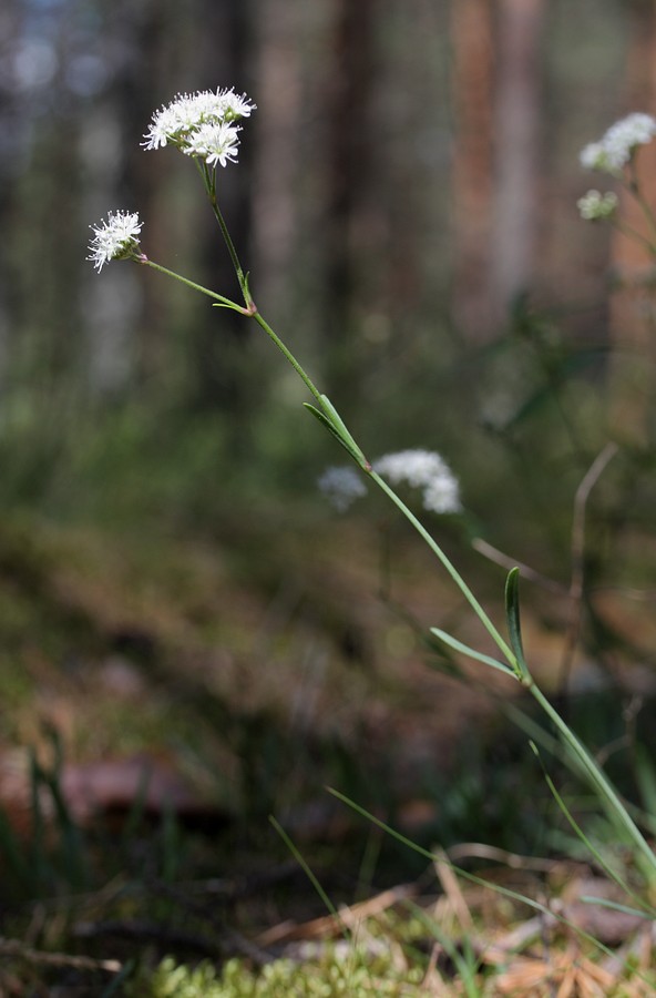 Image of Gypsophila fastigiata specimen.