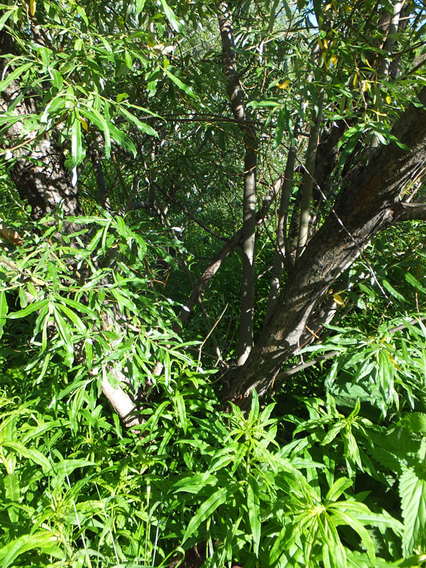 Image of Salix schwerinii specimen.