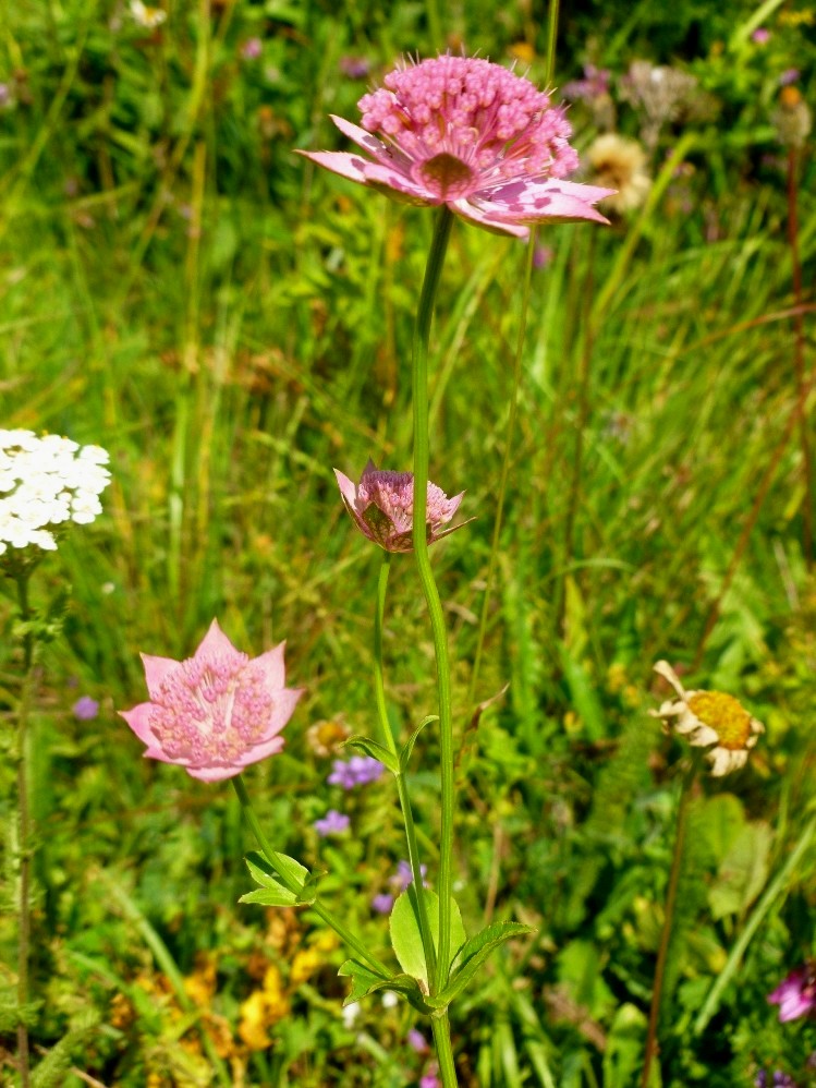 Image of Astrantia maxima specimen.