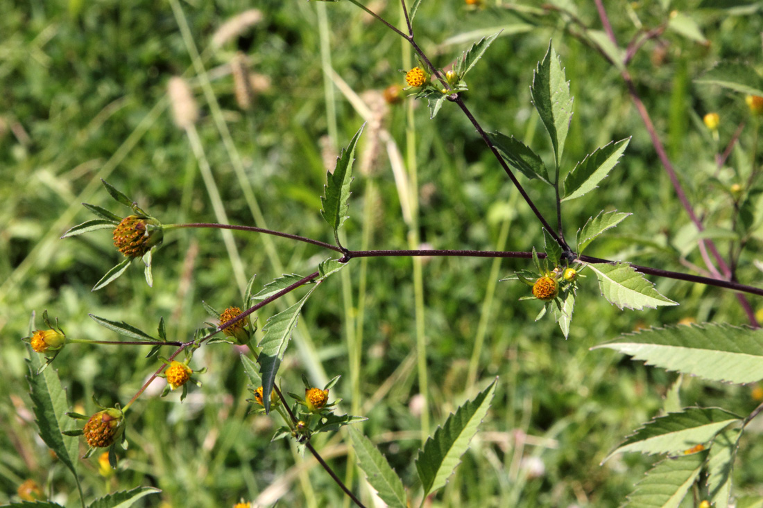 Изображение особи Bidens frondosa.