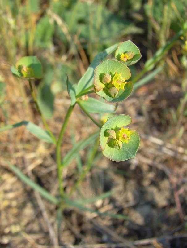 Изображение особи Euphorbia leptocaula.