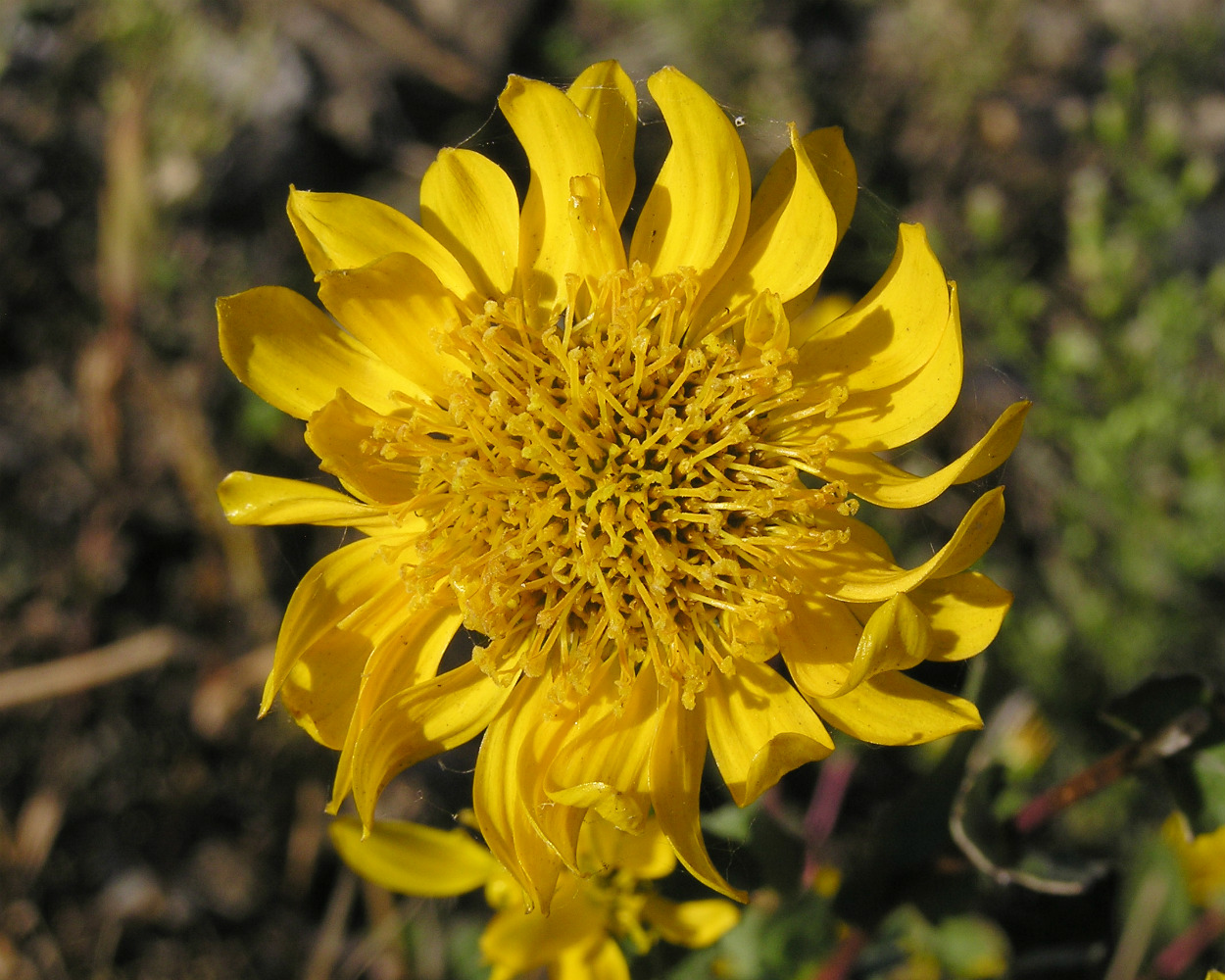 Изображение особи Grindelia squarrosa.