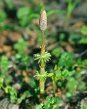 Equisetum sylvaticum. Спороносящее растение с молодыми веточками. Московская обл., Раменский р-н, окр. ж.-д. платформы Хрипань, смешанный лес у ЛЭП. 04.05.2012.