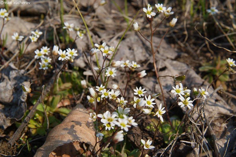 Изображение особи Erophila verna.