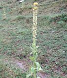 Verbascum thapsus