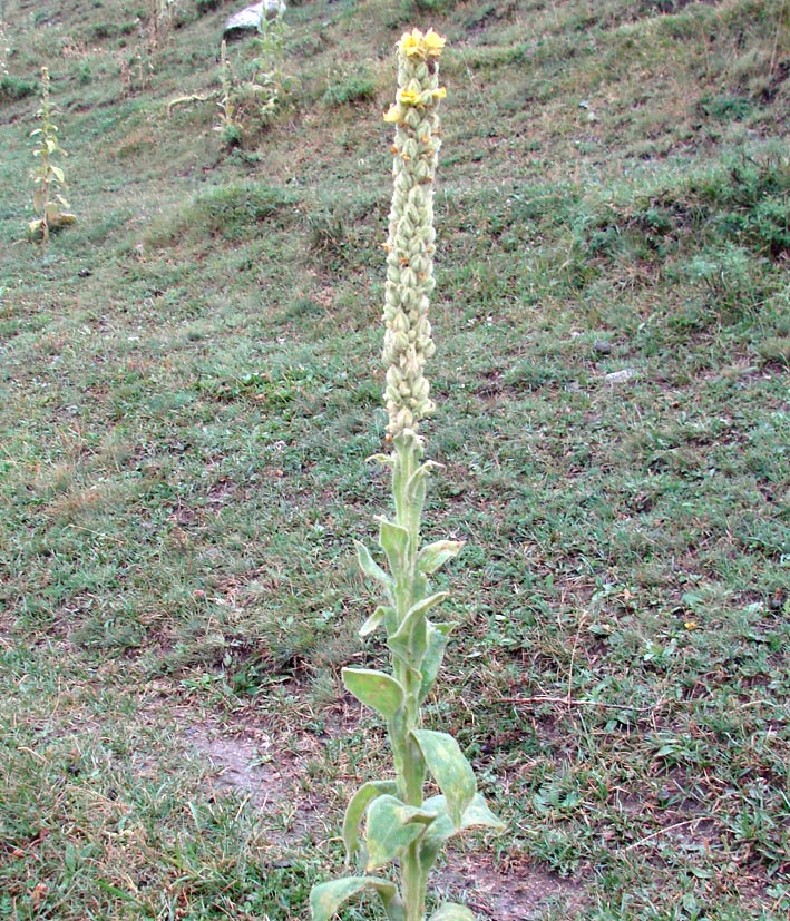 Image of Verbascum thapsus specimen.