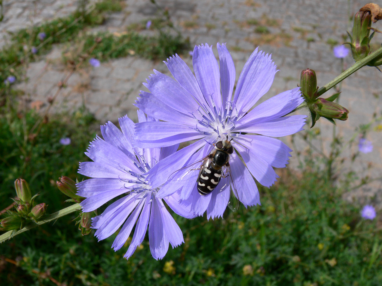 Image of Cichorium intybus specimen.