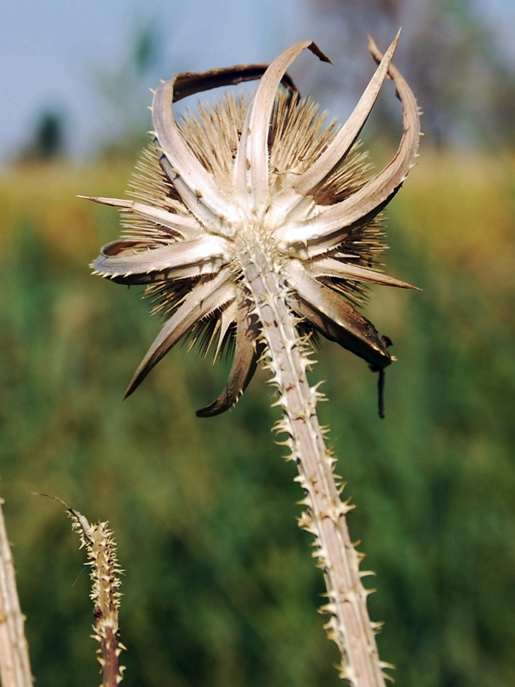 Изображение особи Dipsacus laciniatus.