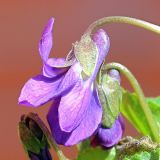 Viola × vindobonensis. Цветок. Ростовская обл., г. Таганрог. 05.04.2013.