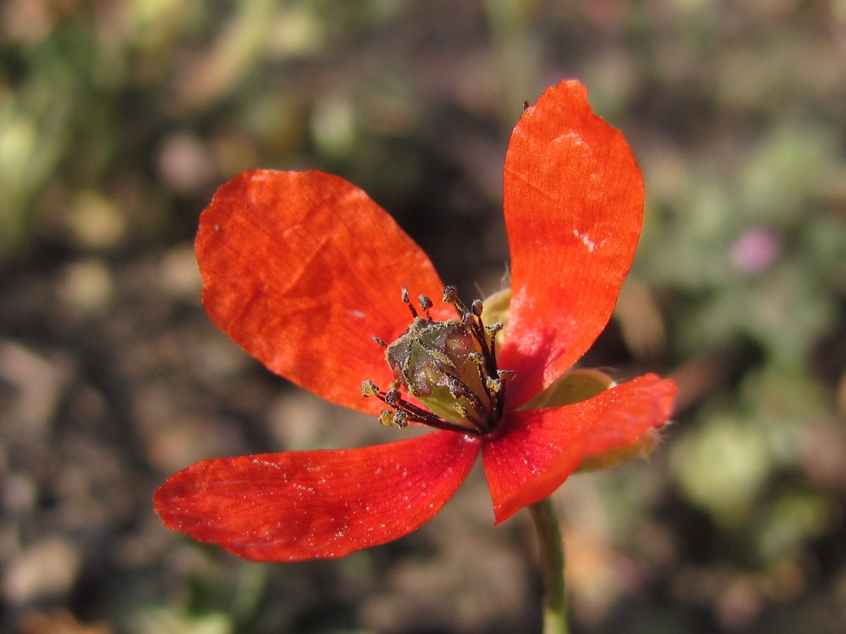 Image of Papaver laevigatum specimen.