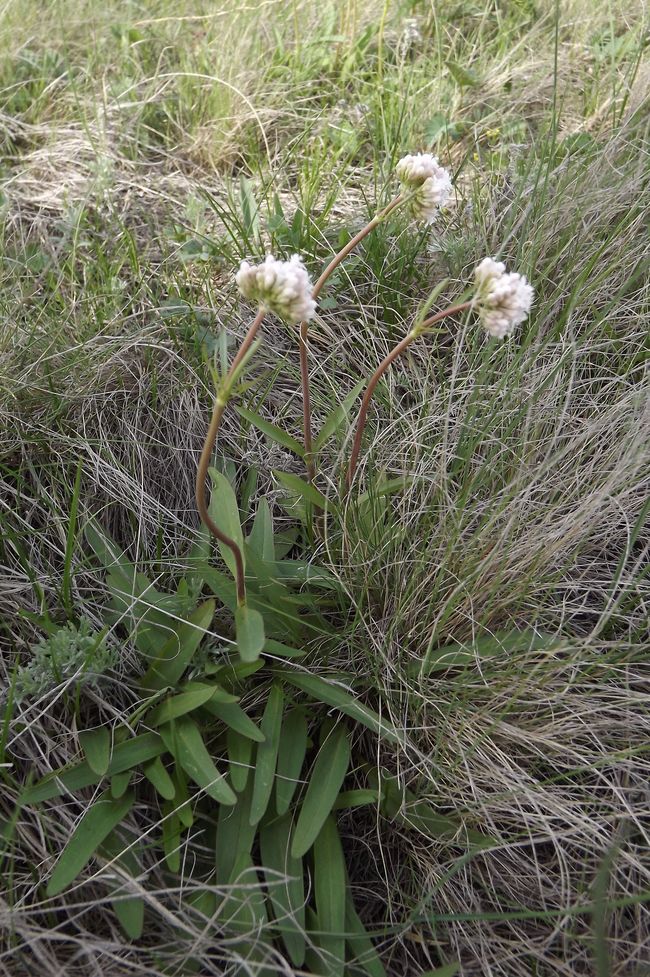 Image of Valeriana tuberosa specimen.