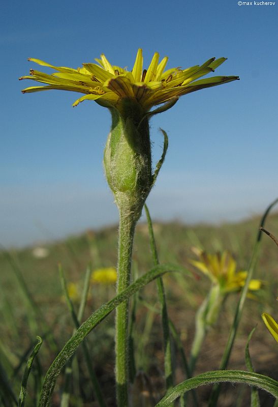 Image of Scorzonera mollis specimen.