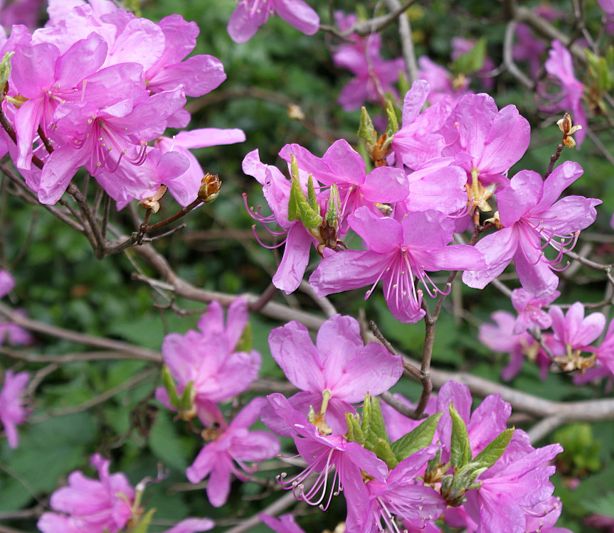 Image of Rhododendron reticulatum specimen.