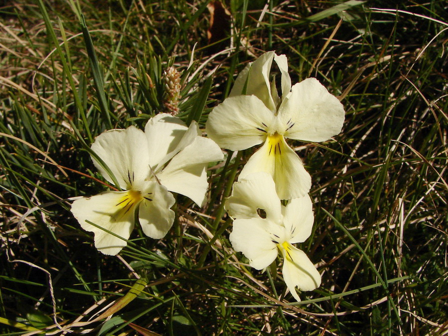 Изображение особи Viola oreades.