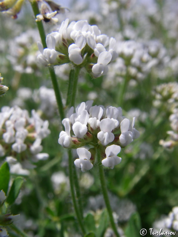 Image of Dorycnium herbaceum specimen.