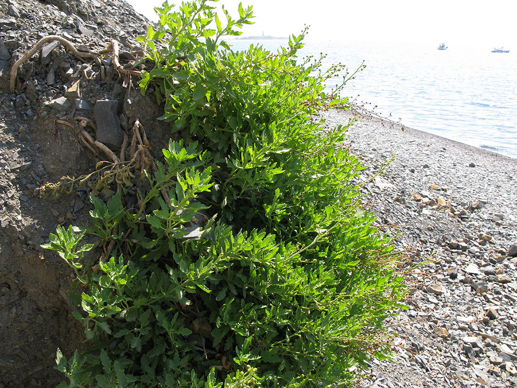 Image of Scrophularia rupestris specimen.