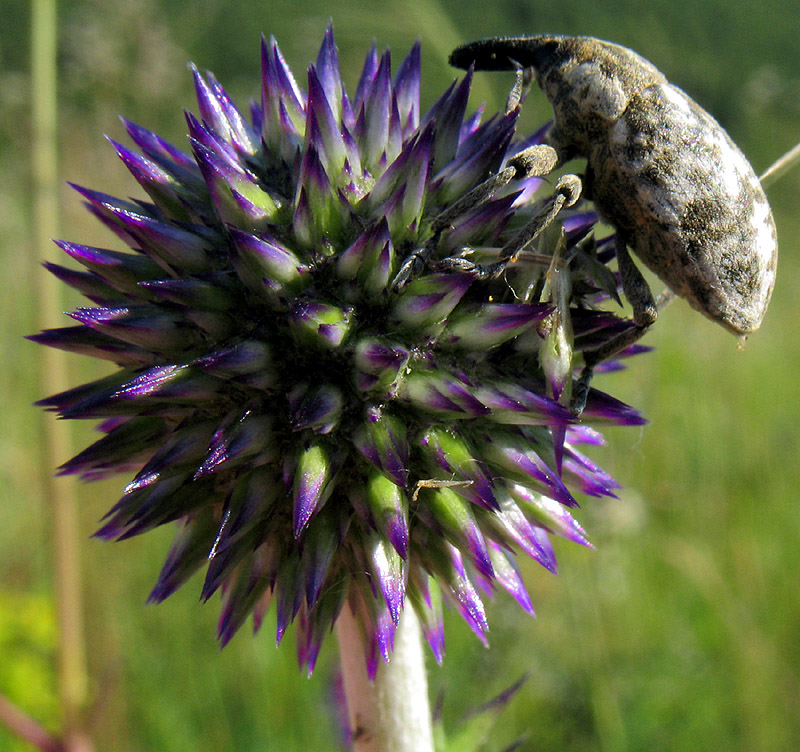 Image of Echinops tataricus specimen.