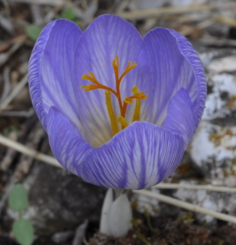 Image of Crocus cancellatus ssp. mazziaricus specimen.