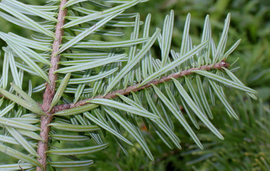 Image of Abies chensiensis specimen.