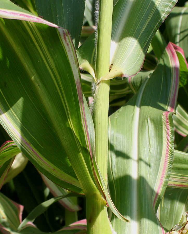 Изображение особи Zea mays.