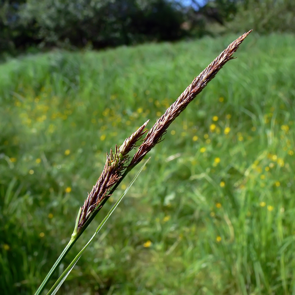 Image of genus Carex specimen.