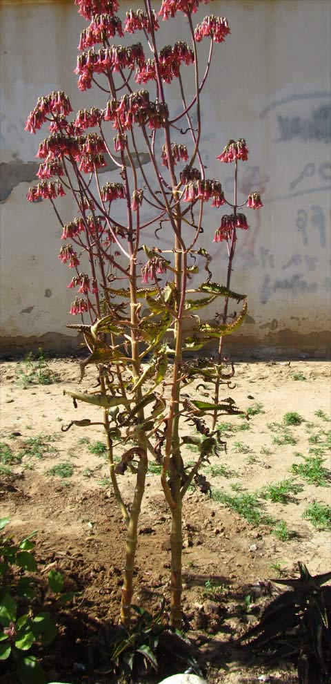 Image of Kalanchoe daigremontiana specimen.