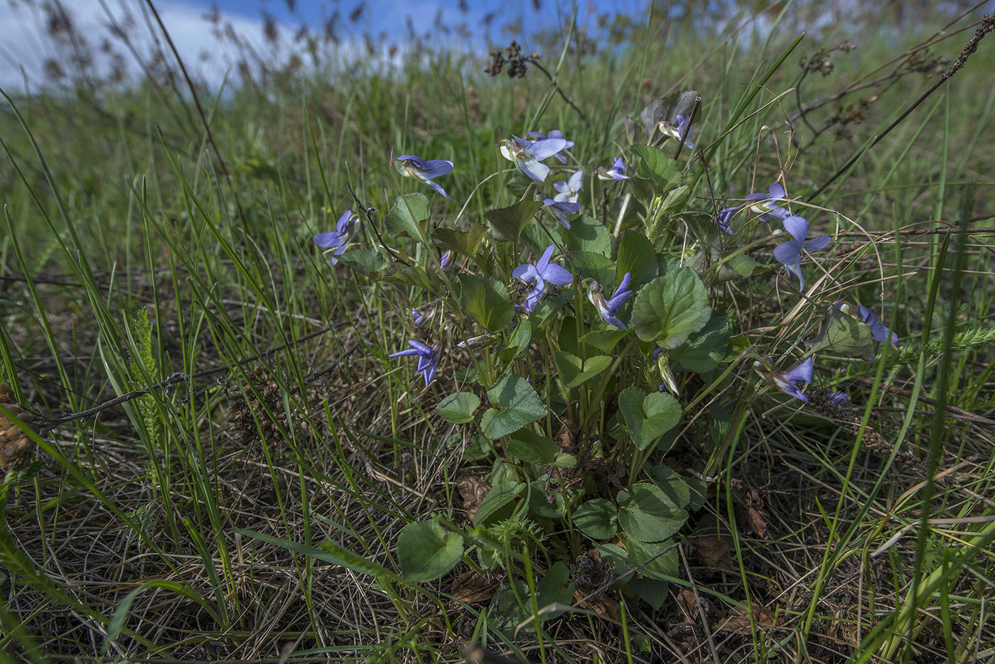 Image of genus Viola specimen.