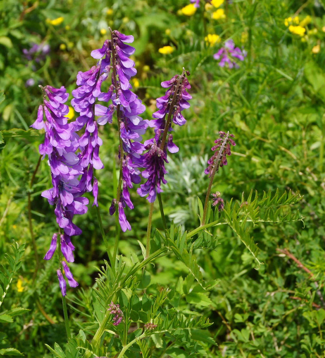 Image of Vicia tenuifolia specimen.