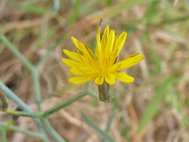 Image of Launaea arborescens specimen.