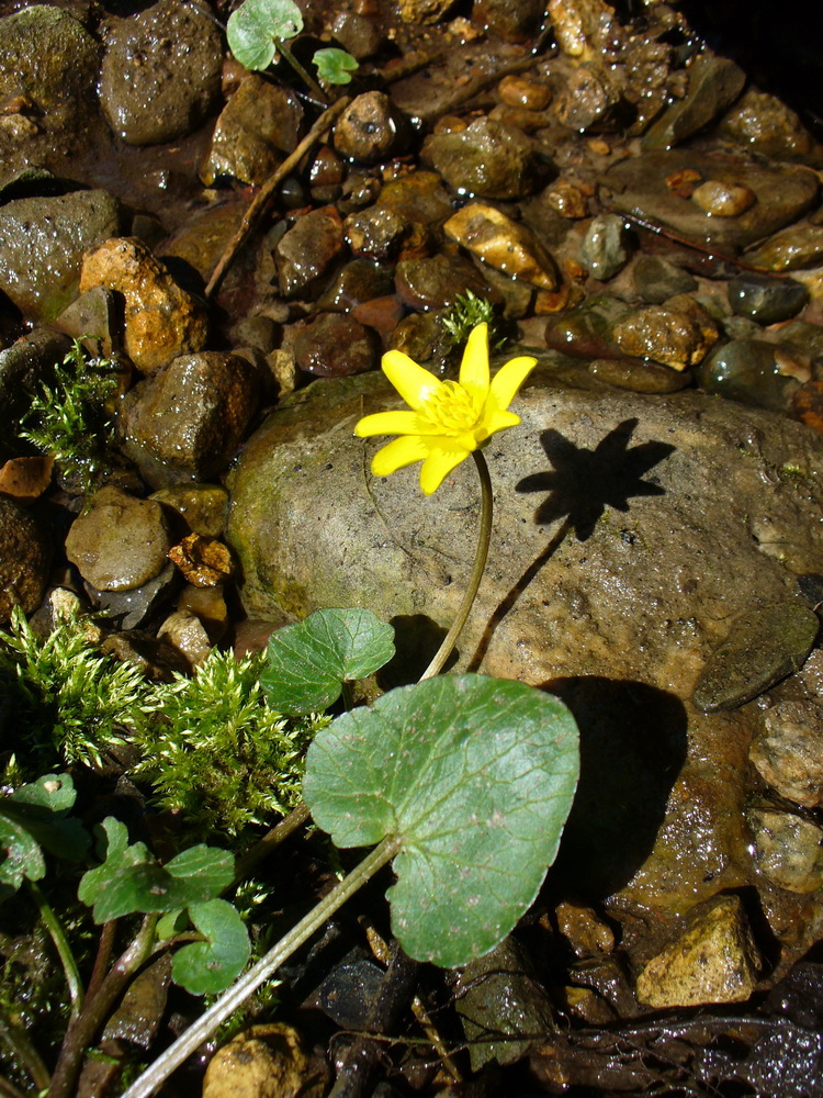 Image of Ficaria verna specimen.