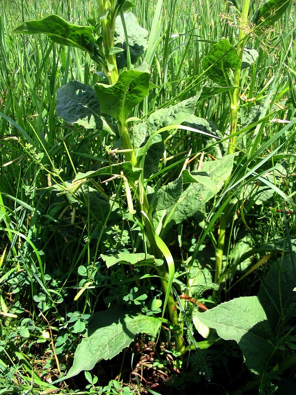 Image of Solidago virgaurea specimen.