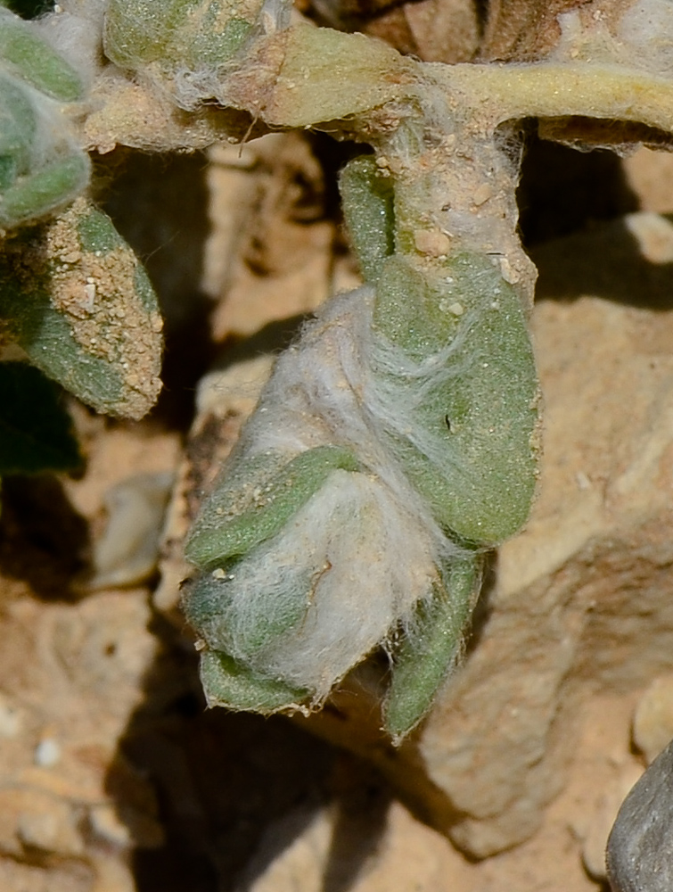 Image of Bassia eriophora specimen.