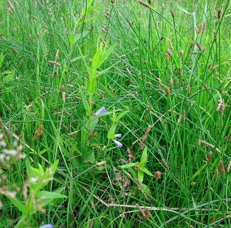 Image of Scutellaria galericulata specimen.