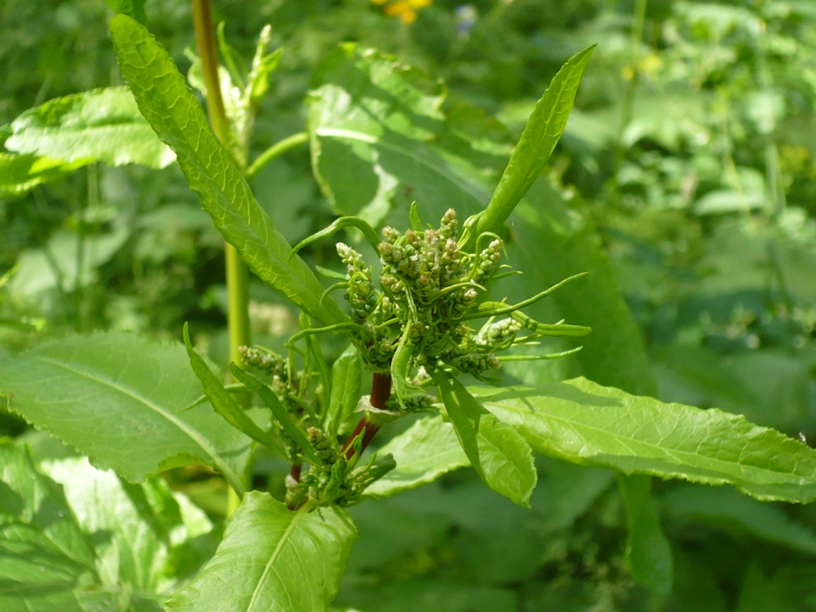 Image of Rumex obtusifolius specimen.