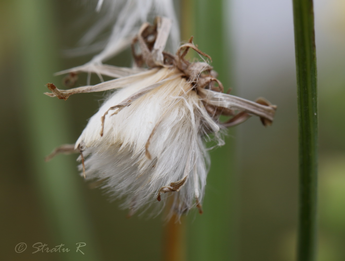 Изображение особи Sonchus arvensis.