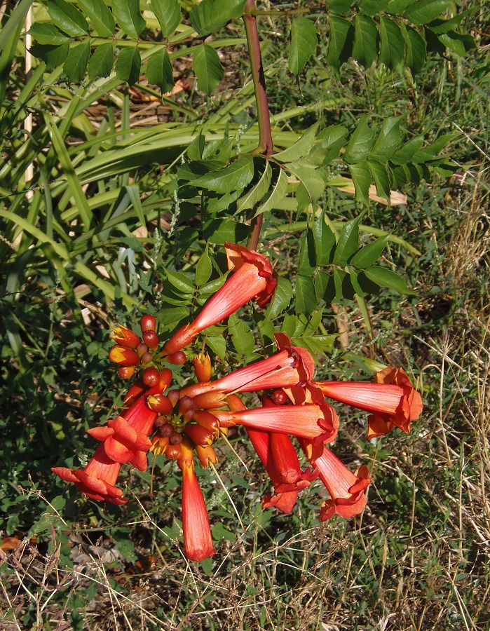 Image of Campsis radicans specimen.