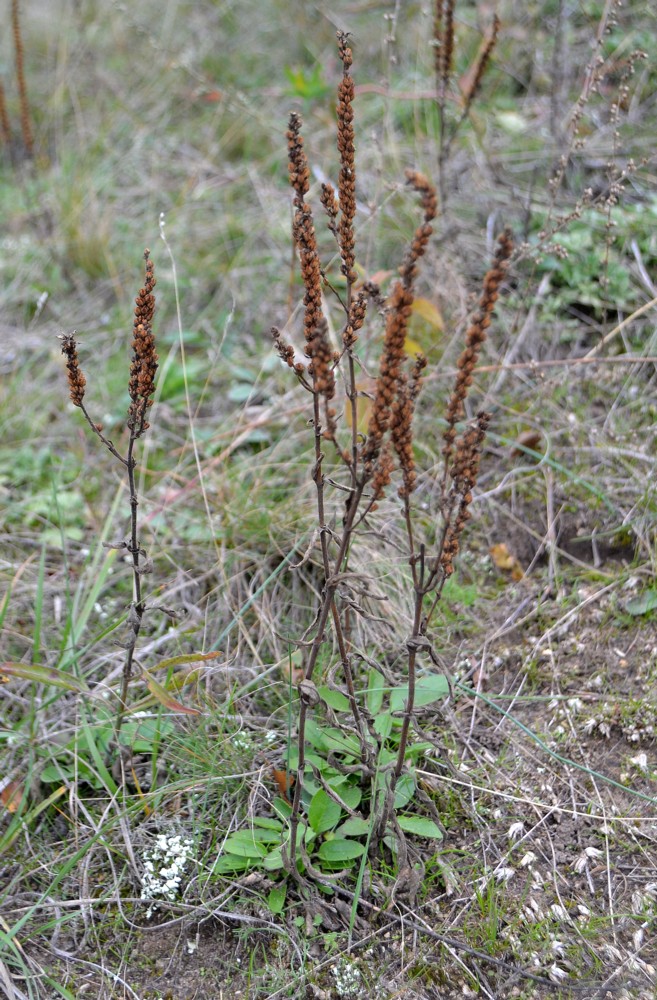 Image of genus Veronica specimen.