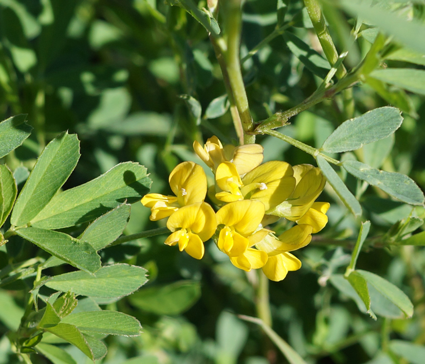 Изображение особи Medicago falcata.