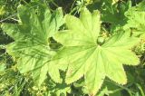 genus Alchemilla. Листья. Кольский полуостров, Восточный Мурман, пос. Дальние Зеленецы, берег оз. Промерное. 19.08.2009.