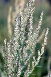 genus Artemisia. Верхушка растения с соцветиями. Юг Красноярского края, окр. г. Минусинск. Август 2009 г.