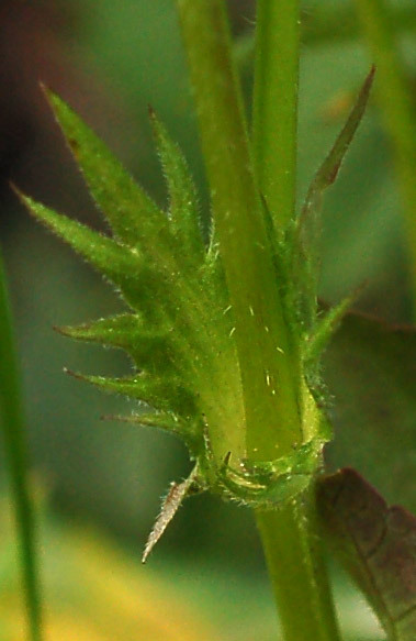 Image of Viola acuminata specimen.