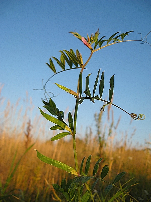 Image of Vicia segetalis specimen.