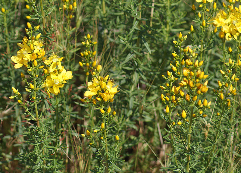 Image of Hypericum lydium specimen.